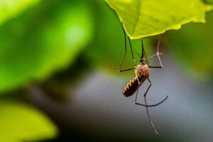 Mosquito Control is a great way to make your Houston summer more enjoyable