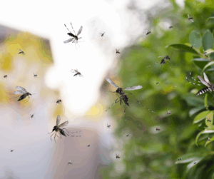 Houston mosquito misting