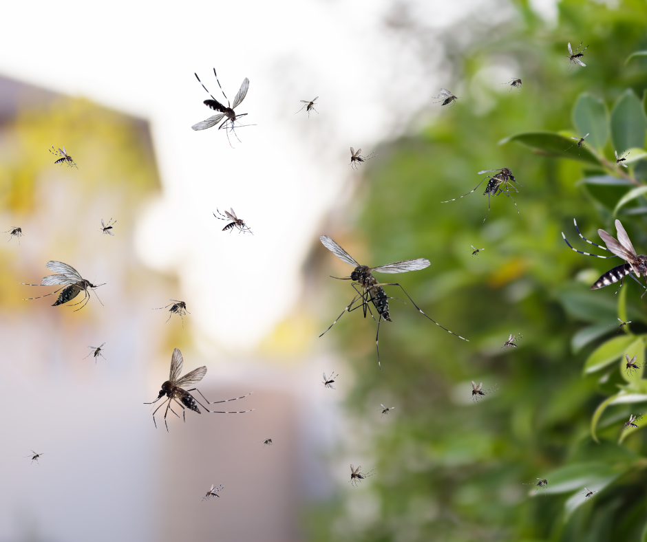 Houston mosquito misting