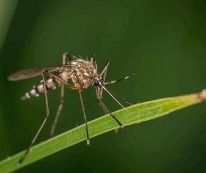 mosquito misting systems