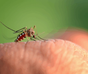 Learn how MistAway® Mosquito Systems work for controlling your yard's mosquito population.